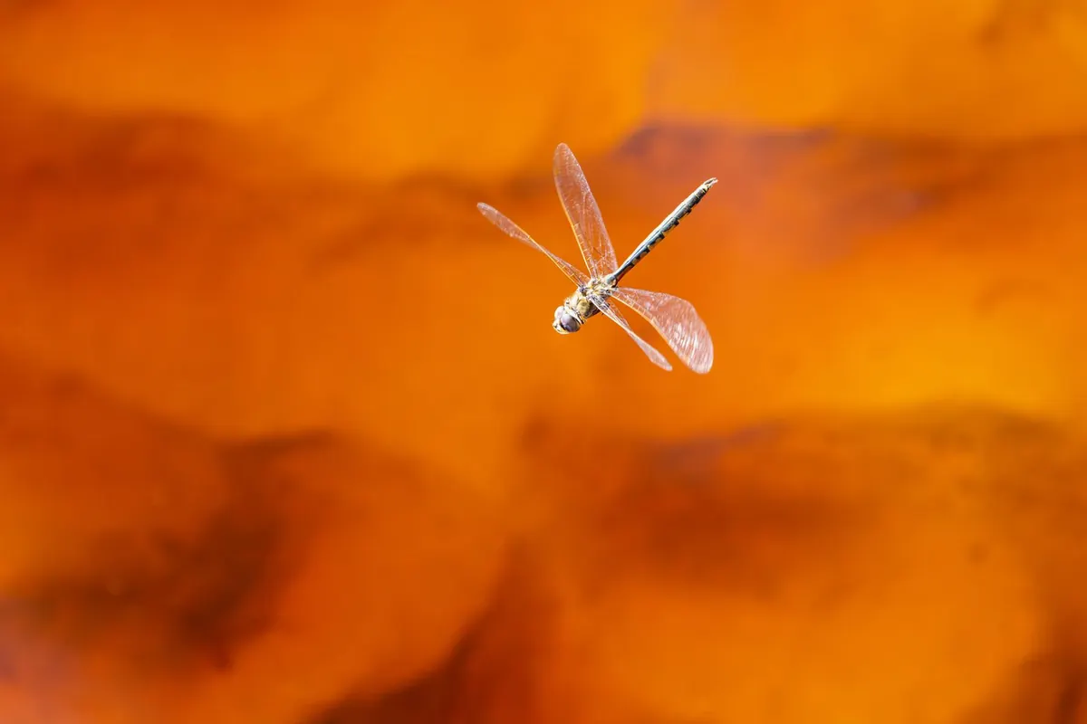 How to Spot a Fake Fossil Inclusion in Amber: A Collector's Guide